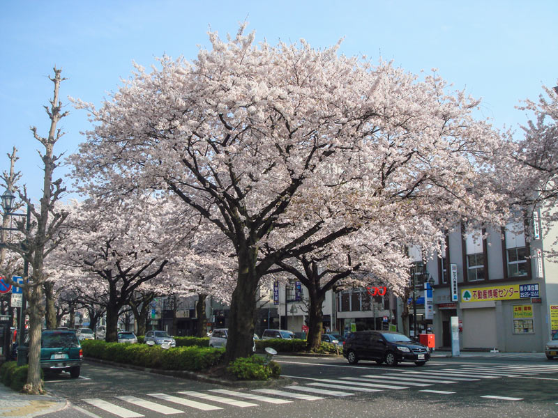 Hitachi cherry blossoms