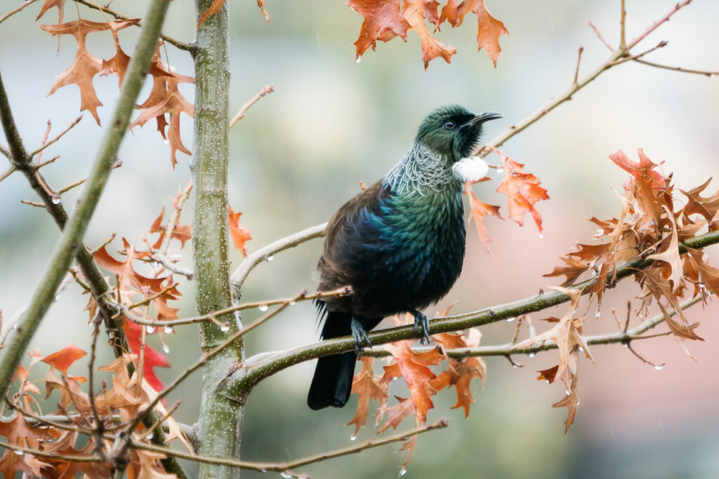Tui singing in the rain